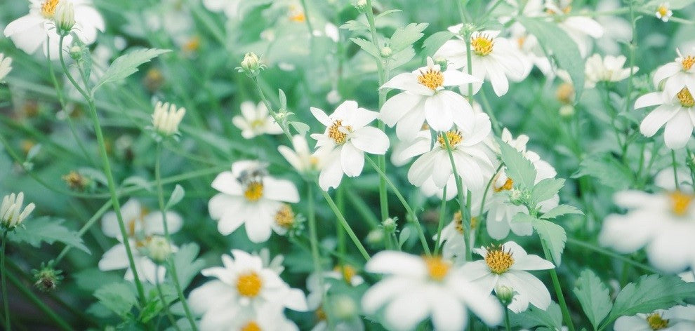 Why we Love Chamomile Essential Oil